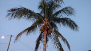 southfloridacoconuts.com-coconut-palm-tree