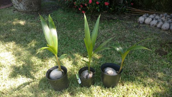 southfloridacoconuts.com-coconut-palm-young-trees