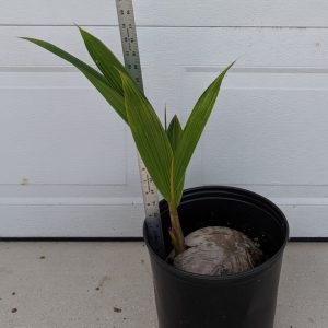 southfloridacoconuts.com coconut tree 13-24 inches