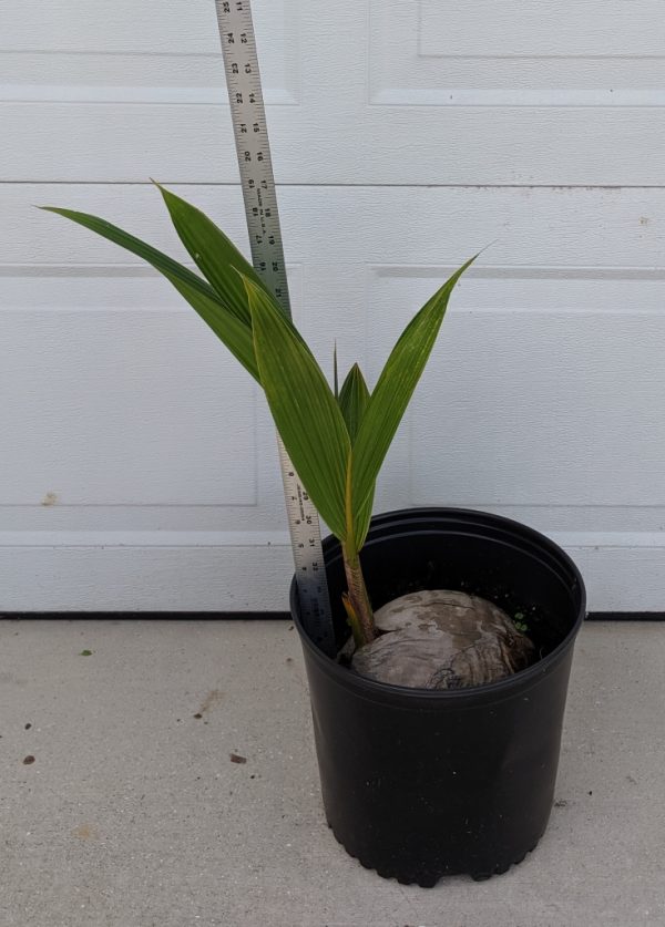 southfloridacoconuts.com coconut tree 13-24 inches
