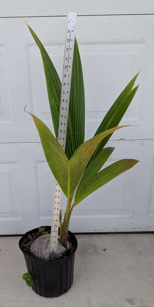 southfloridacoconuts.com coconut tree 25 - 36 inches