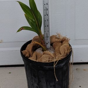 southfloridacoconuts.com coconut tree 6 12 inches