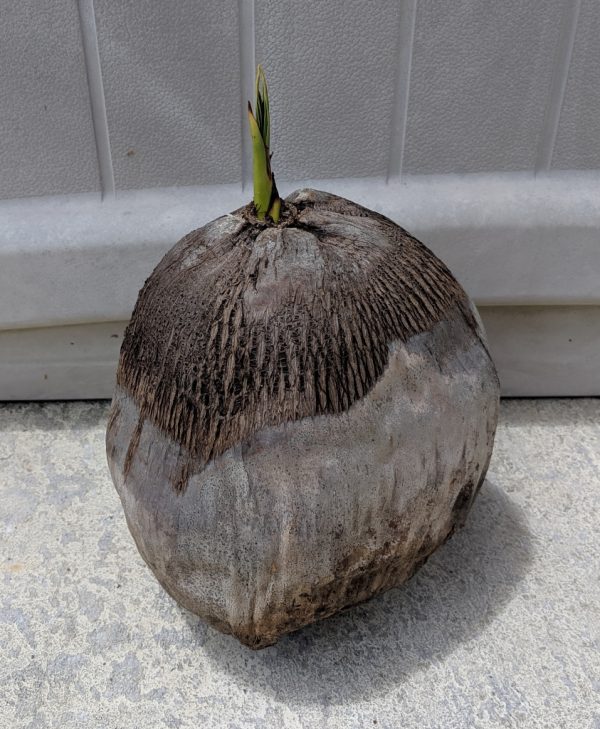 southfloridacoconuts.com coconut tree sprout