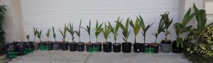 southfloridacoconuts.com coconut trees all sizes spouted - 48 inches with measurements prices