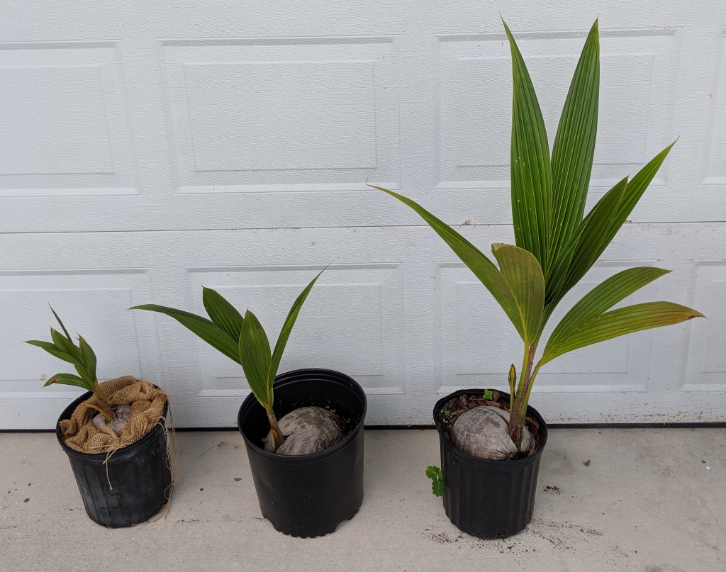 southfloridacoconuts.com coconut trees all sizes